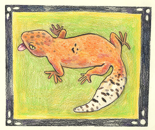 Kizzy the Gecko Kizzy the Gecko